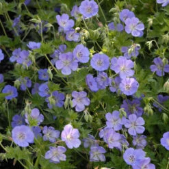 RozanneĀ® Cranesbill