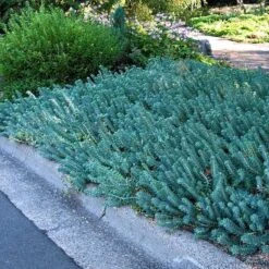 'Blue Spruce' Stonecrop