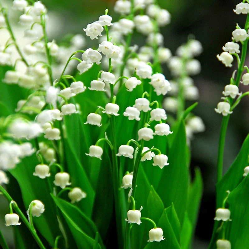 Lily Of The Valley