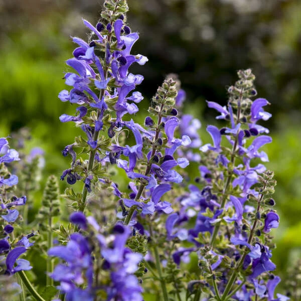 Living Large™ Big Sky Salvia - Image 3