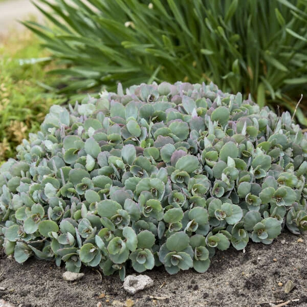 Rock 'N Round™ 'Popstar' Stonecrop - Image 3