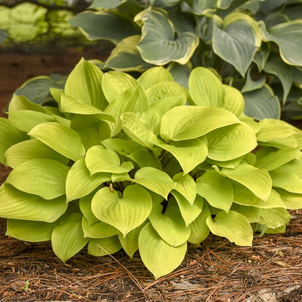 'Fire Island' Hosta - Image 2