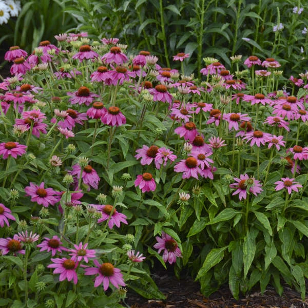PowWow® Wild Berry Coneflower - Image 3