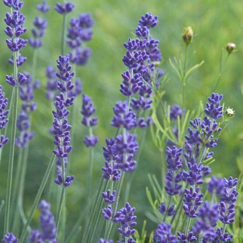'Grosso' Lavender - Image 2