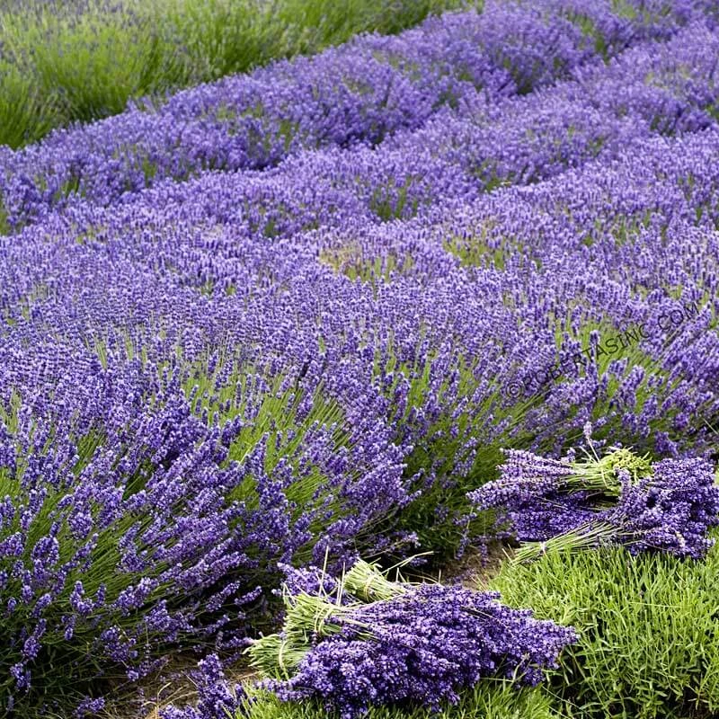 'Grosso' Lavender - Image 7