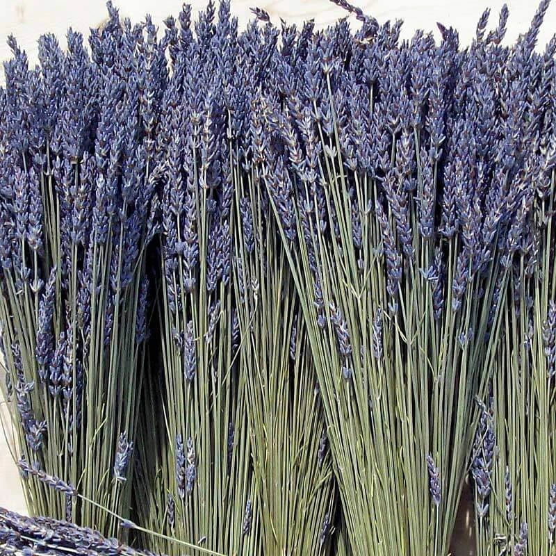 'Grosso' Lavender - Image 5