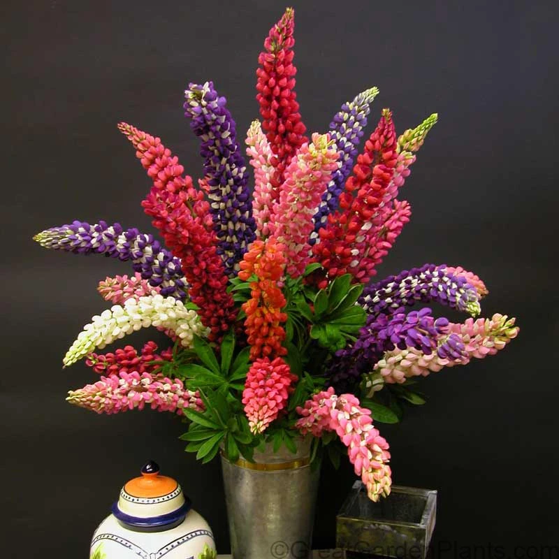 Lupine - Mixed Colors - Image 2