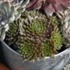 'Jeanne D'Arc' Hens & Chicks