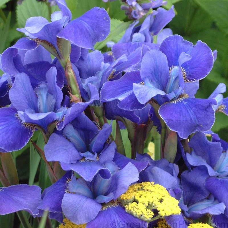 'Silver Edge' Siberian Iris - Image 2