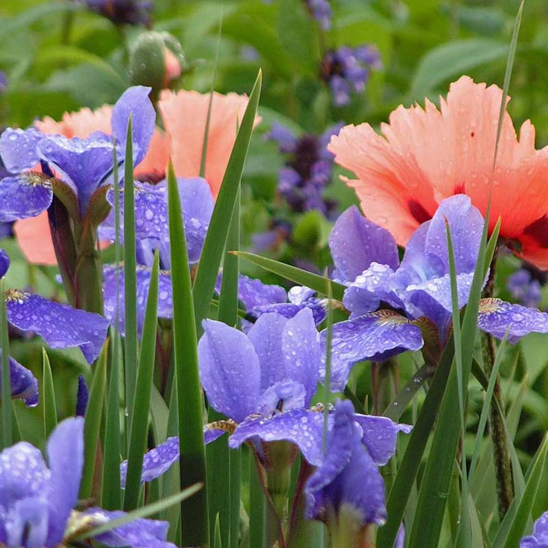 'Silver Edge' Siberian Iris - Image 4