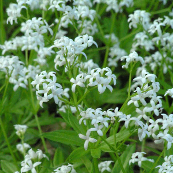 Sweet Woodruff - Image 2