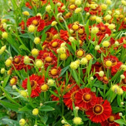 Mariachi⢠'Bandera' Helenium