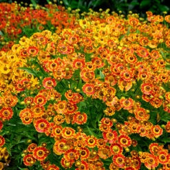 Mariachi™ 'Fuego' Helenium