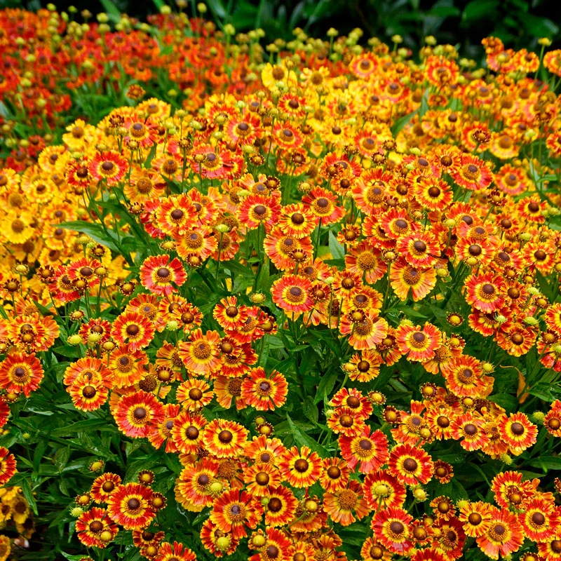 Mariachi⢠'Fuego' Helenium
