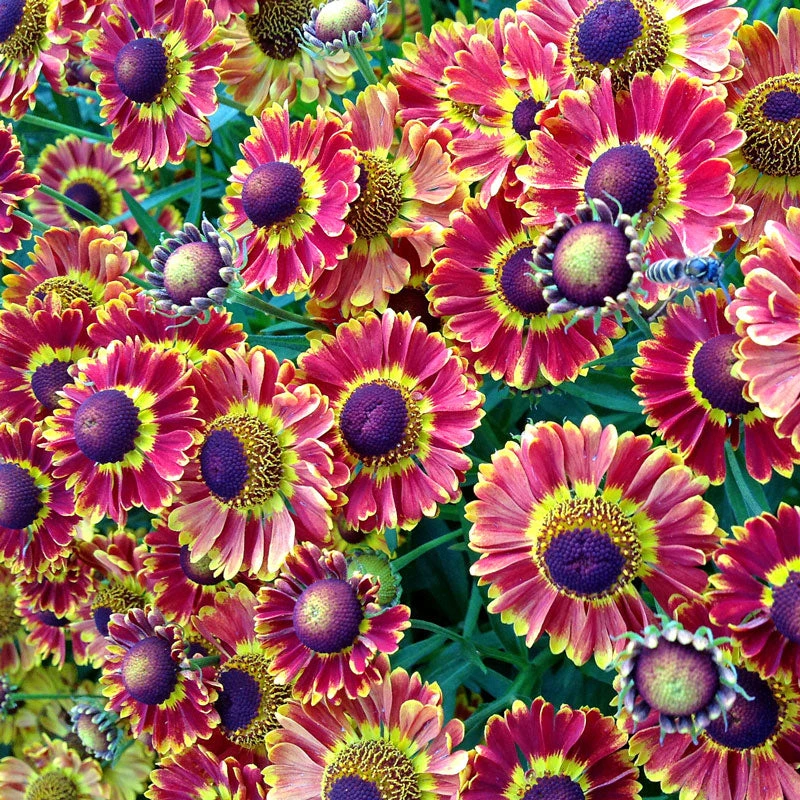 Mariachi⢠'Fuego' Helenium - Image 2