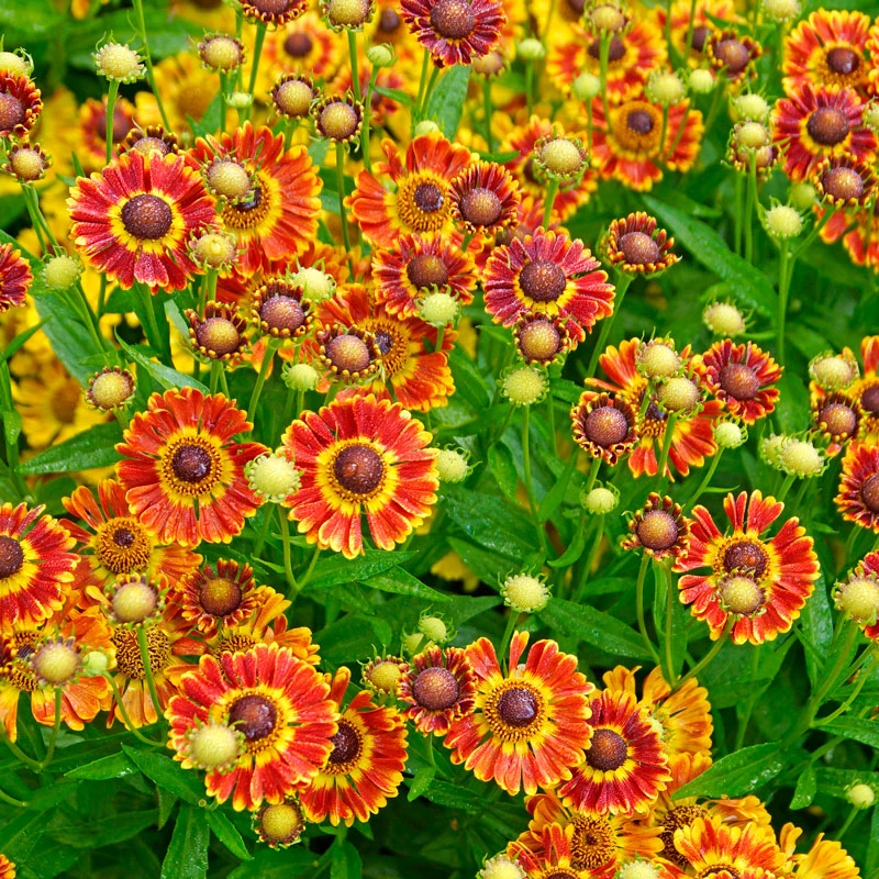 Mariachi⢠'Fuego' Helenium - Image 3
