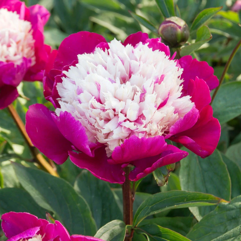 'White Cap' Peony - Image 5