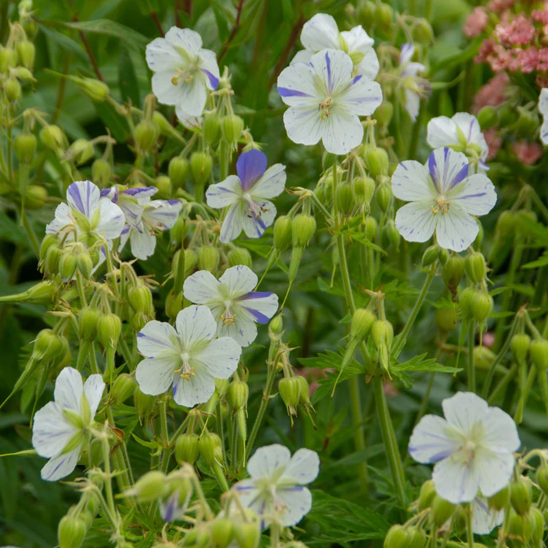 'Delft Blue' Cranesbill - Image 3