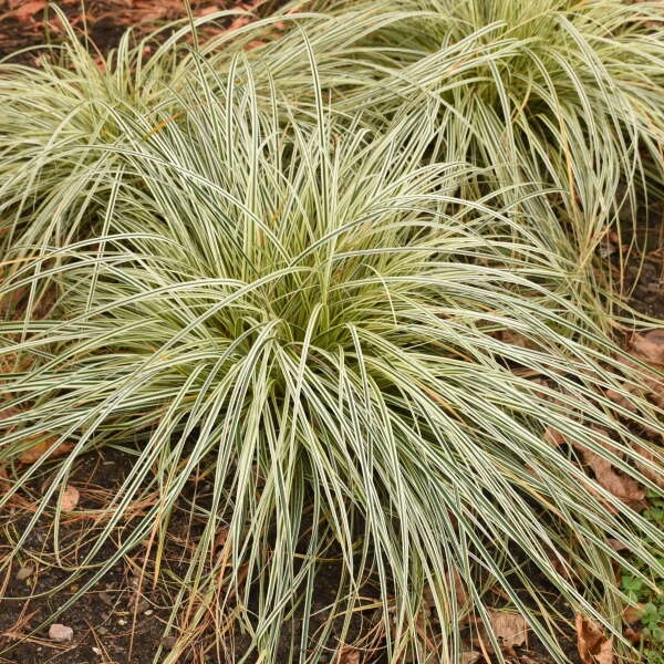 'Feather Falls' Sedge - Image 2
