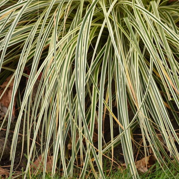 'Feather Falls' Sedge - Image 3