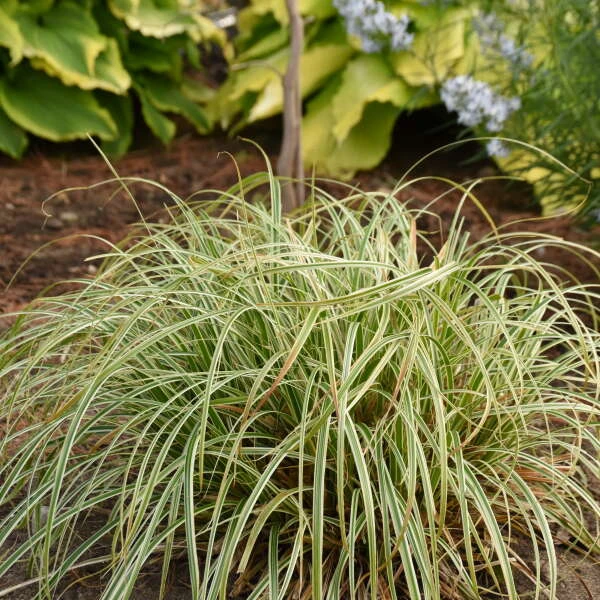 'Feather Falls' Sedge - Image 4