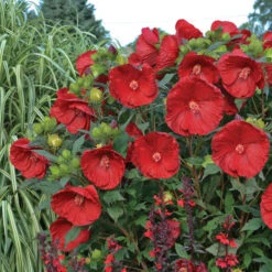 SummerificĀ® 'Cranberry Crush' Perennial Hibiscus