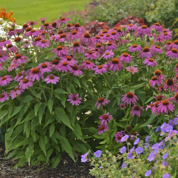 PowWow® Wild Berry Coneflower - Image 5