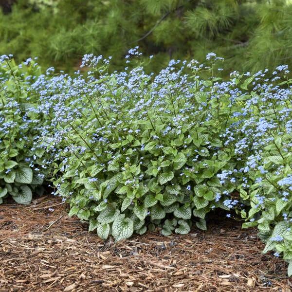 'Sterling Silver' Siberian Bugloss - Image 3