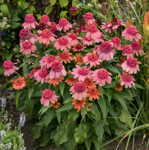 Double Dipped⢠'Rainbow Sherbet' Coneflower