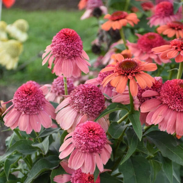 Double Dipped⢠'Rainbow Sherbet' Coneflower - Image 3