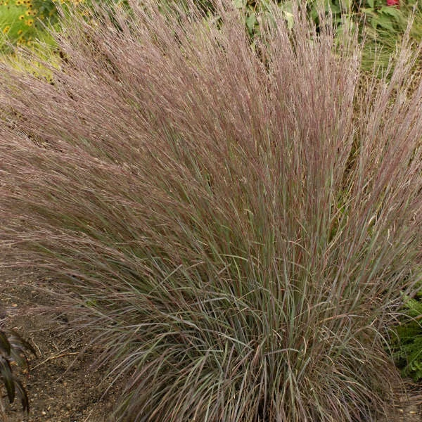 Blue Heaven® Little Bluestem - Image 2