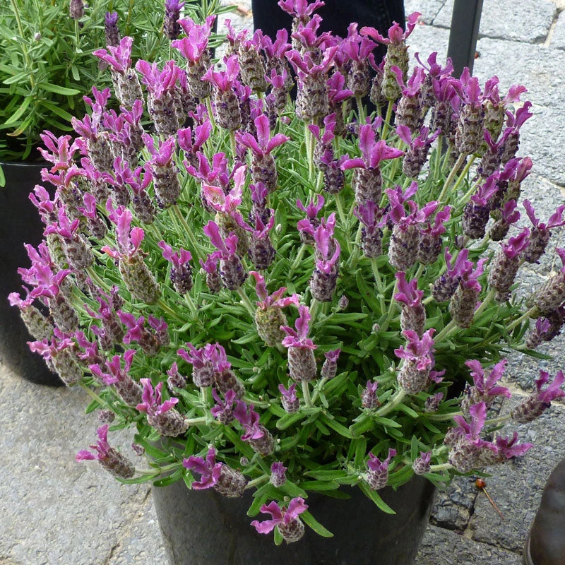Anouk Deep Rose Spanish Lavender - Image 2