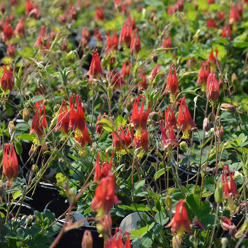 'Little Lanterns' Columbine - Image 2