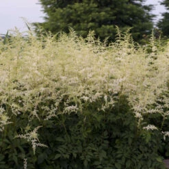 'Bridal Veil' Astilbe