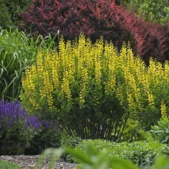 Decadence® 'Lemon Meringue' False Indigo