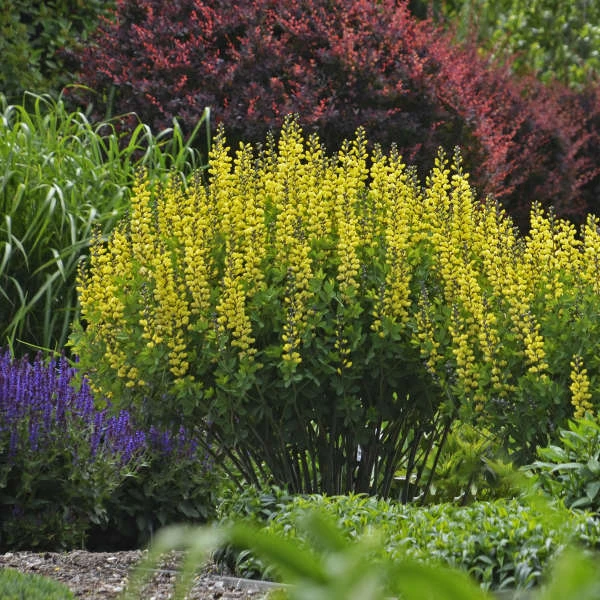 DecadenceĀ® 'Lemon Meringue' False Indigo