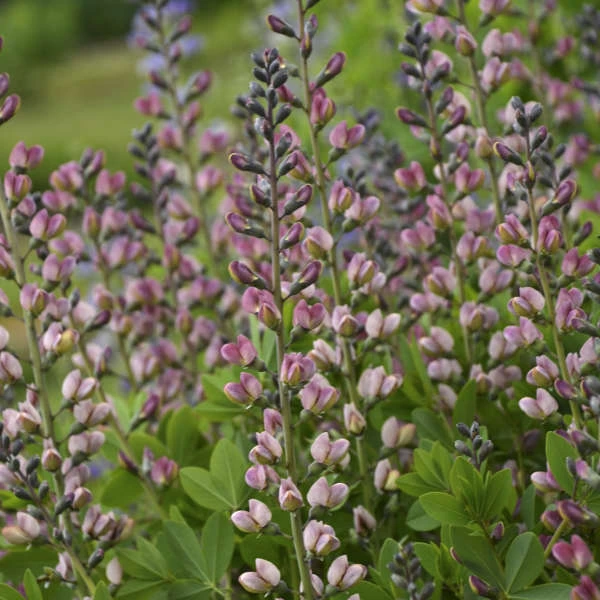 Decadence® 'Pink Truffles' False Indigo