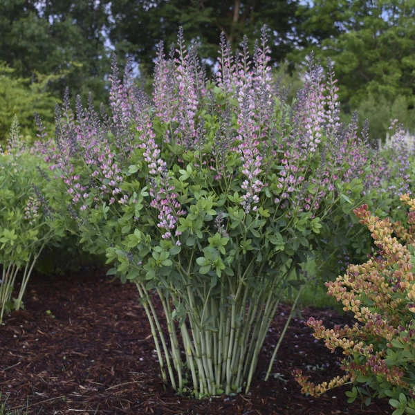Decadence® 'Pink Truffles' False Indigo - Image 2