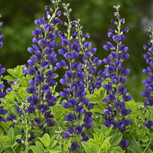 Decadence® 'Sparkling Sapphires' False Indigo - Image 2