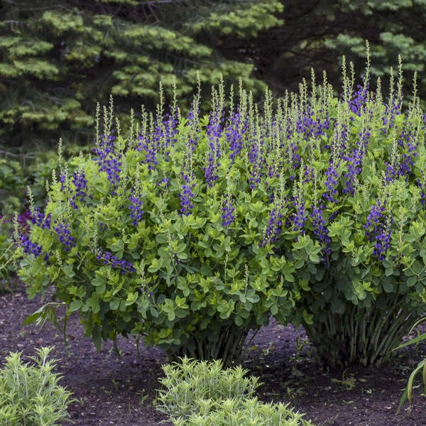 Decadence® 'Sparkling Sapphires' False Indigo - Image 3