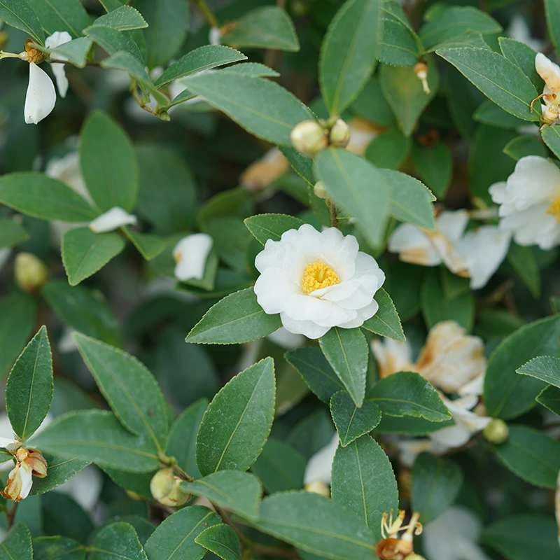 Just Chill™ Double White Camellia - Image 3