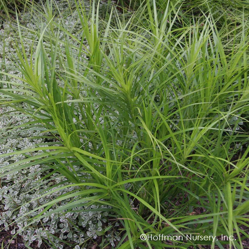 Palm Sedge - Image 2