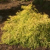'Gold Mop' False Cypress