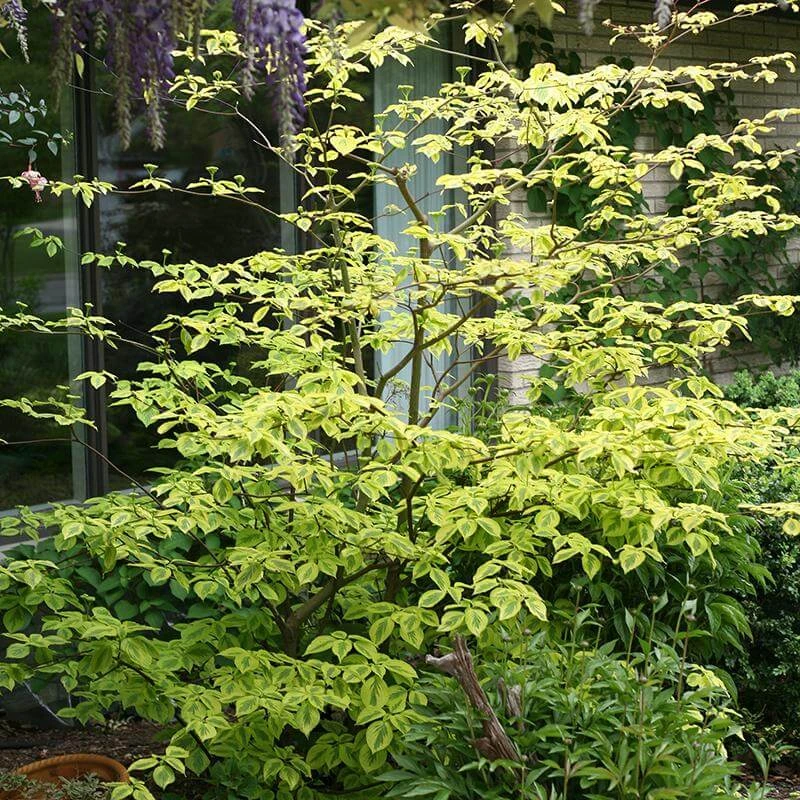 Golden Shadows® Pagoda Dogwood - Image 2