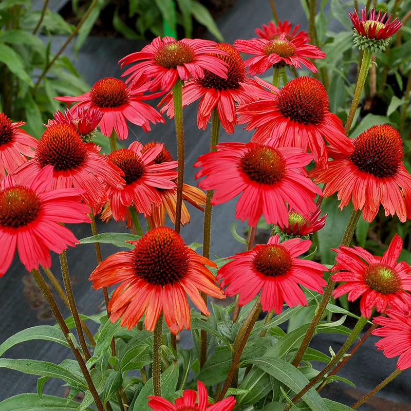 Kismet® Red Coneflower - Image 3