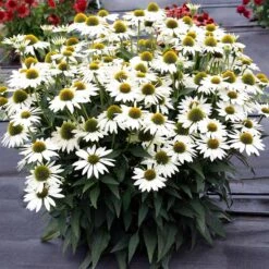 Kismet® White Coneflower