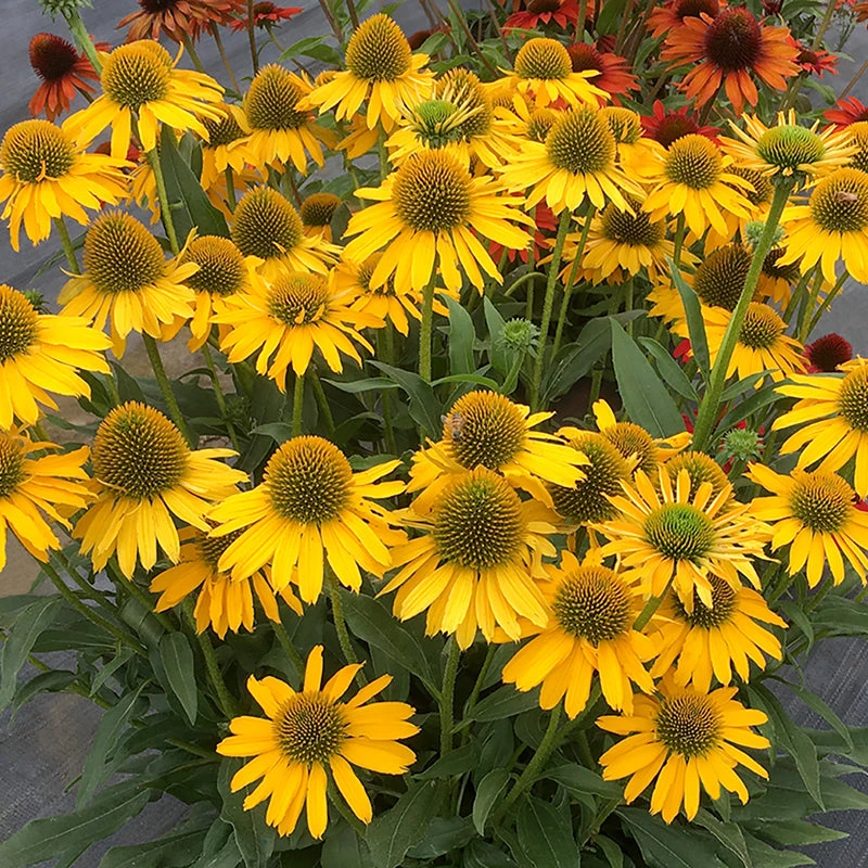 Kismet® Yellow Coneflower
