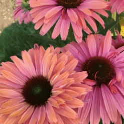 SunSeekers® 'Rainbow' Coneflower
