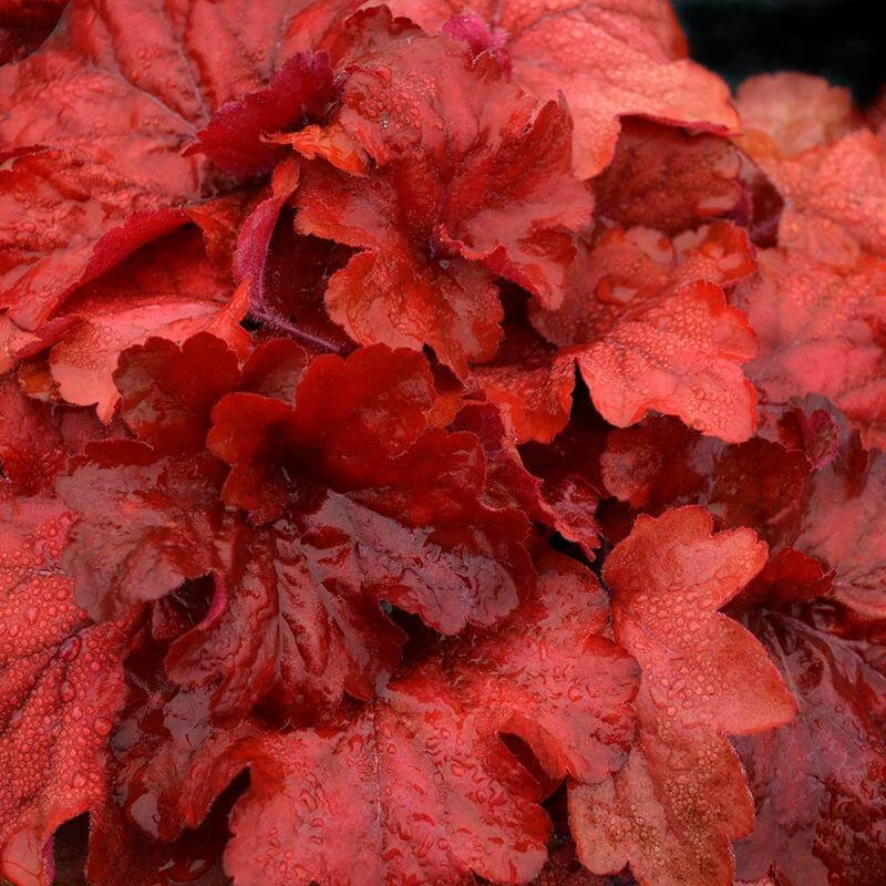'Fire Alarm' Coral Bells - Image 2
