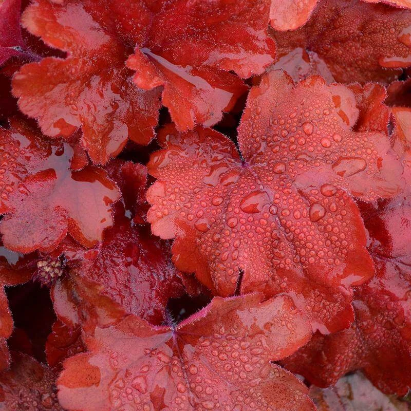 'Fire Alarm' Coral Bells - Image 6